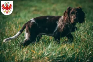 Mehr über den Artikel erfahren Deutscher Wachtelhund Züchter und Welpen in Tirol