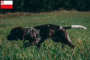 Mehr über den Artikel erfahren Deutscher Wachtelhund Züchter und Welpen in Utrecht