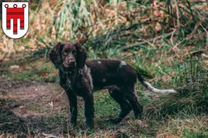 Mehr über den Artikel erfahren Deutscher Wachtelhund Züchter und Welpen in Vorarlberg