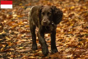 Mehr über den Artikel erfahren Deutscher Wachtelhund Züchter und Welpen in Wien