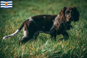 Mehr über den Artikel erfahren Deutscher Wachtelhund Züchter und Welpen in Zeeland