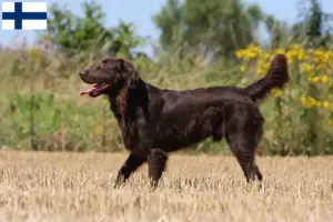 Mehr über den Artikel erfahren Flat Coated Retriever Züchter und Welpen in Finnland