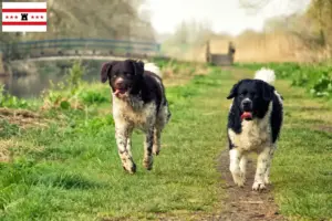 Mehr über den Artikel erfahren Friesischer Wasserhund Züchter und Welpen in Drenthe