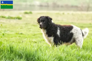 Mehr über den Artikel erfahren Friesischer Wasserhund Züchter und Welpen in Flevoland