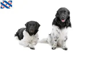 Mehr über den Artikel erfahren Friesischer Wasserhund Züchter und Welpen in Friesland