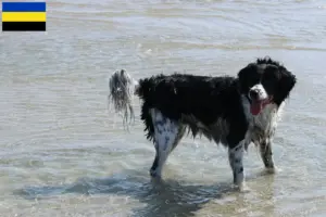 Mehr über den Artikel erfahren Friesischer Wasserhund Züchter und Welpen in Gelderland