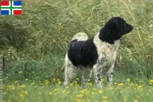 Mehr über den Artikel erfahren Friesischer Wasserhund Züchter und Welpen in Groningen