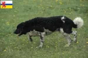 Mehr über den Artikel erfahren Friesischer Wasserhund Züchter und Welpen in Limburg