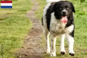 Mehr über den Artikel erfahren Friesischer Wasserhund Züchter und Welpen in den Niederlanden