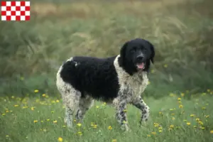 Mehr über den Artikel erfahren Friesischer Wasserhund Züchter und Welpen in Nordbrabant