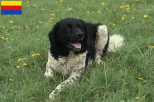 Mehr über den Artikel erfahren Friesischer Wasserhund Züchter und Welpen in Nordholland