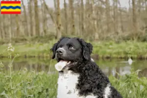 Mehr über den Artikel erfahren Friesischer Wasserhund Züchter und Welpen in Overijssel