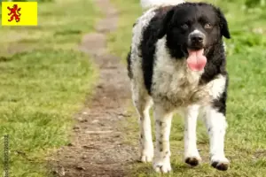 Mehr über den Artikel erfahren Friesischer Wasserhund Züchter und Welpen in Südholland