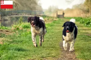 Mehr über den Artikel erfahren Friesischer Wasserhund Züchter und Welpen in Utrecht