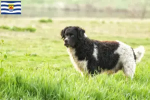 Mehr über den Artikel erfahren Friesischer Wasserhund Züchter und Welpen in Zeeland