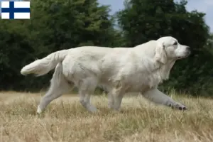 Mehr über den Artikel erfahren Golden Retriever Züchter und Welpen in Finnland