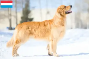 Mehr über den Artikel erfahren Golden Retriever Züchter und Welpen in Luxemburg