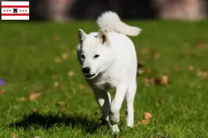 Mehr über den Artikel erfahren Hokkaido Züchter und Welpen in Drenthe