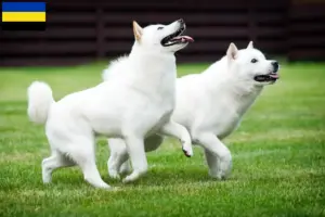 Mehr über den Artikel erfahren Hokkaido Züchter und Welpen in Gelderland