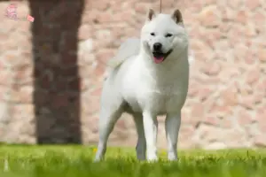 Mehr über den Artikel erfahren Hokkaido Züchter und Welpen in Hovedstaden