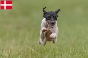 Mehr über den Artikel erfahren Japanischer Terrier Züchter und Welpen in Dänemark