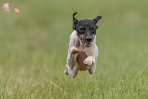 Mehr über den Artikel erfahren Japanischer Terrier Züchter und Welpen in Hovedstaden