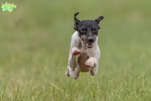 Mehr über den Artikel erfahren Japanischer Terrier Züchter und Welpen in Midtjylland