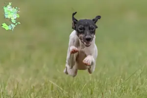 Mehr über den Artikel erfahren Japanischer Terrier Züchter und Welpen in Sjælland