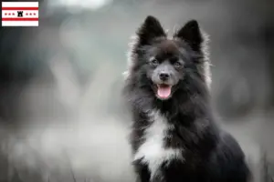 Mehr über den Artikel erfahren Pomsky Züchter und Welpen in Drenthe