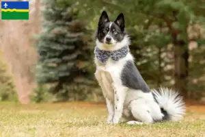 Mehr über den Artikel erfahren Pomsky Züchter und Welpen in Flevoland