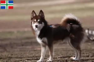 Mehr über den Artikel erfahren Pomsky Züchter und Welpen in Groningen