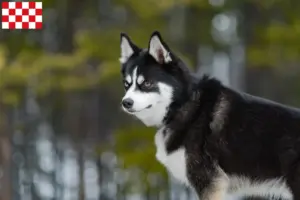 Mehr über den Artikel erfahren Pomsky Züchter und Welpen in Nordbrabant