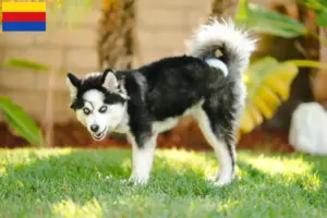 Mehr über den Artikel erfahren Pomsky Züchter und Welpen in Nordholland