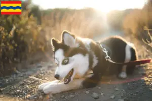 Mehr über den Artikel erfahren Pomsky Züchter und Welpen in Overijssel