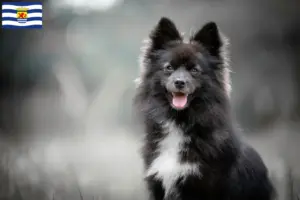 Mehr über den Artikel erfahren Pomsky Züchter und Welpen in Zeeland